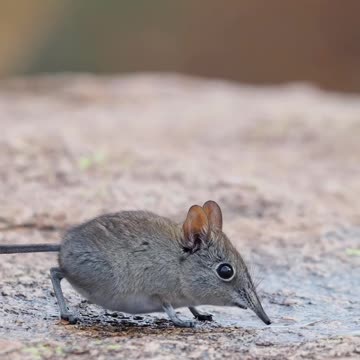 What kind of mouse is this? 🤔😍😊