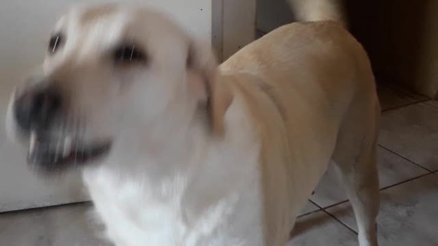 Labrador Singing Radioactive Music - Imagine Dragons