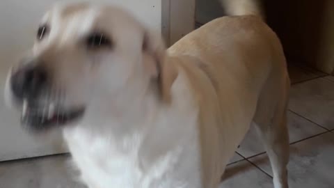 Labrador Singing Radioactive Music - Imagine Dragons