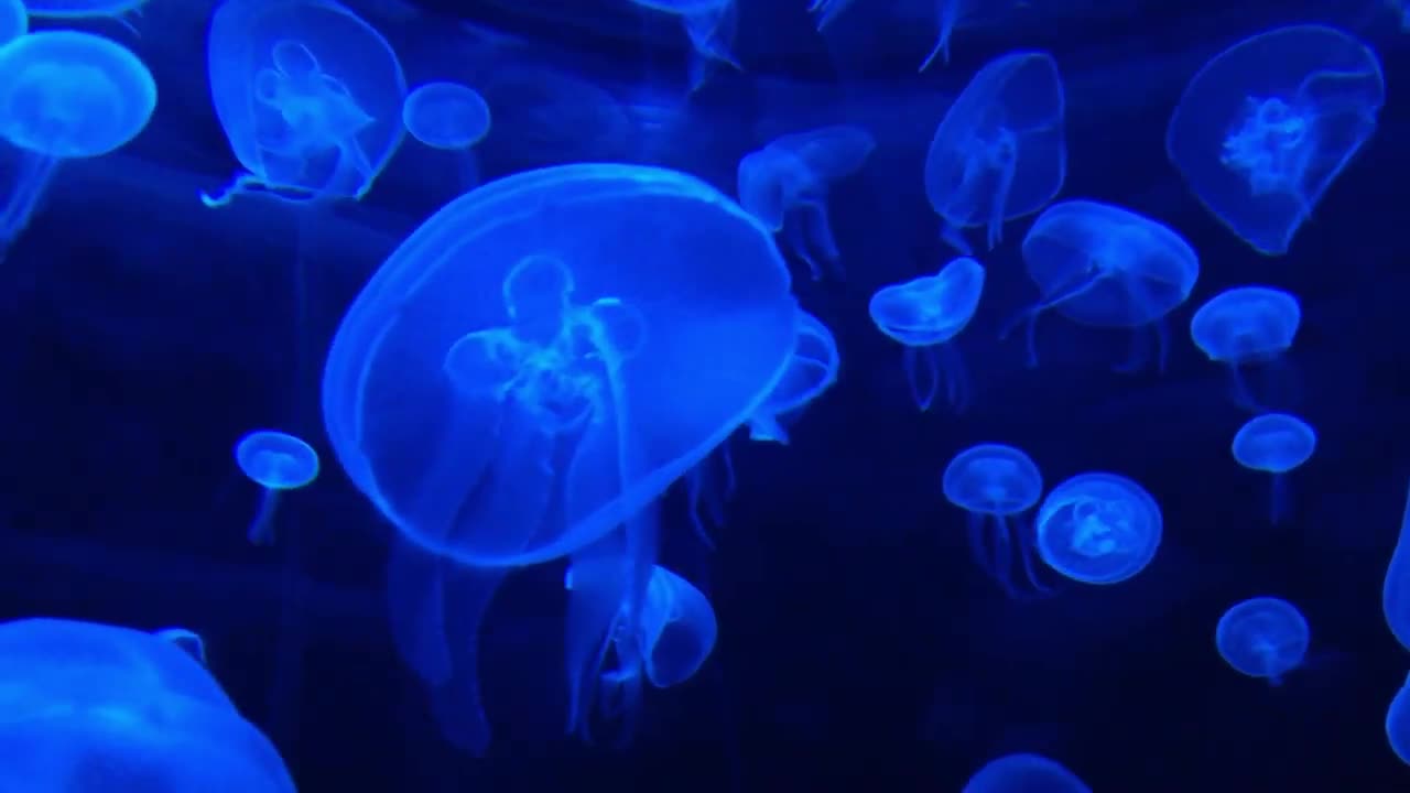 DEEP OCEAN - Drifting Jellyfish with Ambient and Calming Music for Relaxation-19