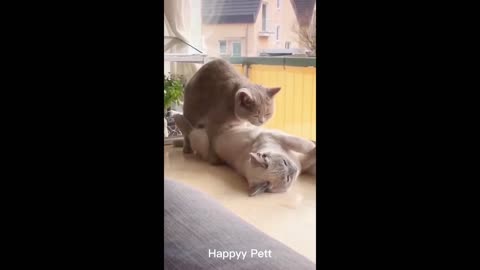 New Funny Animals, Funniest Cats and Dogs Videos 80