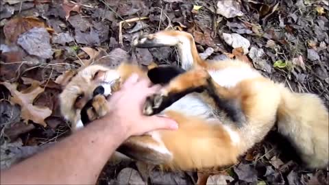 CUTEST Fox Plays With Owner (Warning Very CUTE)
