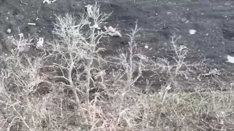 Russians Flee Their Trenches, But Leaves Many