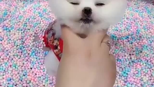 Cute and Funny Dog Videos Compilation