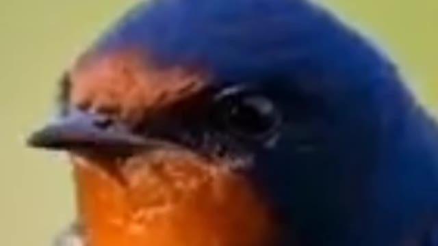 Some strange sounds of birds