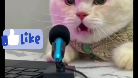 Rj cat singing 😁