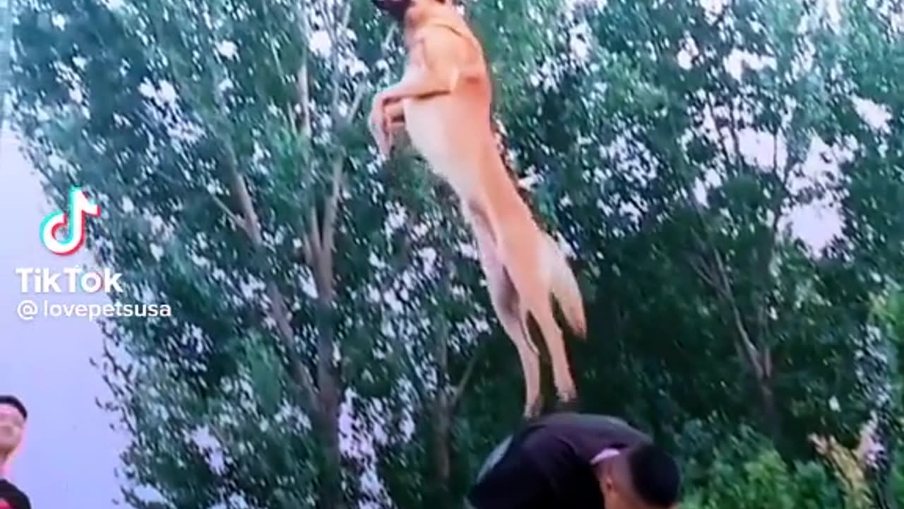 amazing dog training