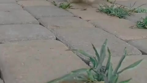 Adorable pet