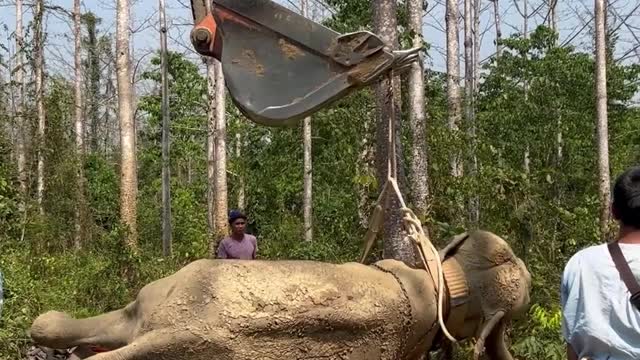 Helping an Elderly Elephant Get Back on His Feet