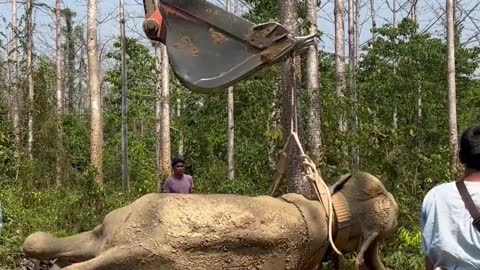 Helping an Elderly Elephant Get Back on His Feet
