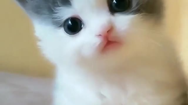 A very cute and innocent cat