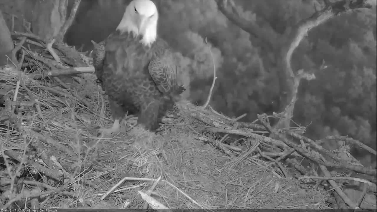 Bald Eagles Romeo & Juliet Welcome Peace to the Nest- Watch the Eaglet Hatch!