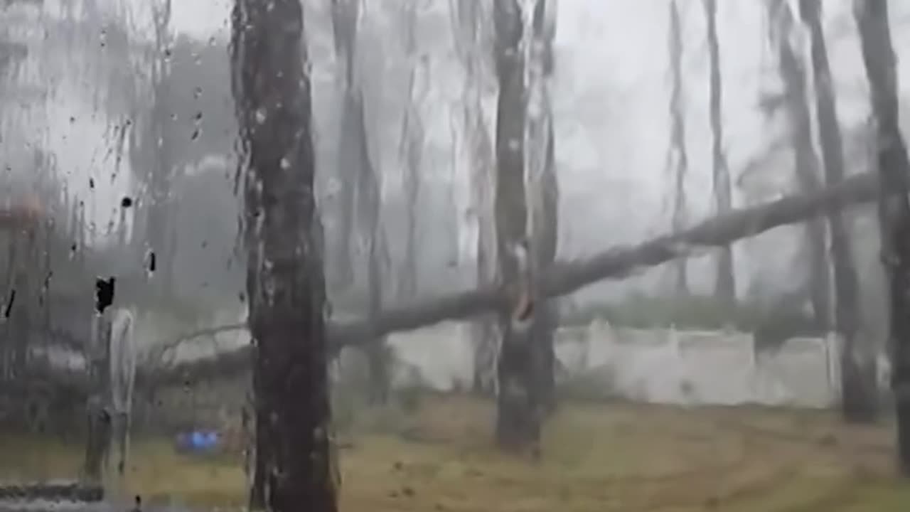 Tree falls on house during Hurricane Idalia