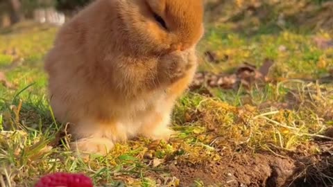 Rabbit 🐇 Eating strawberries🍓