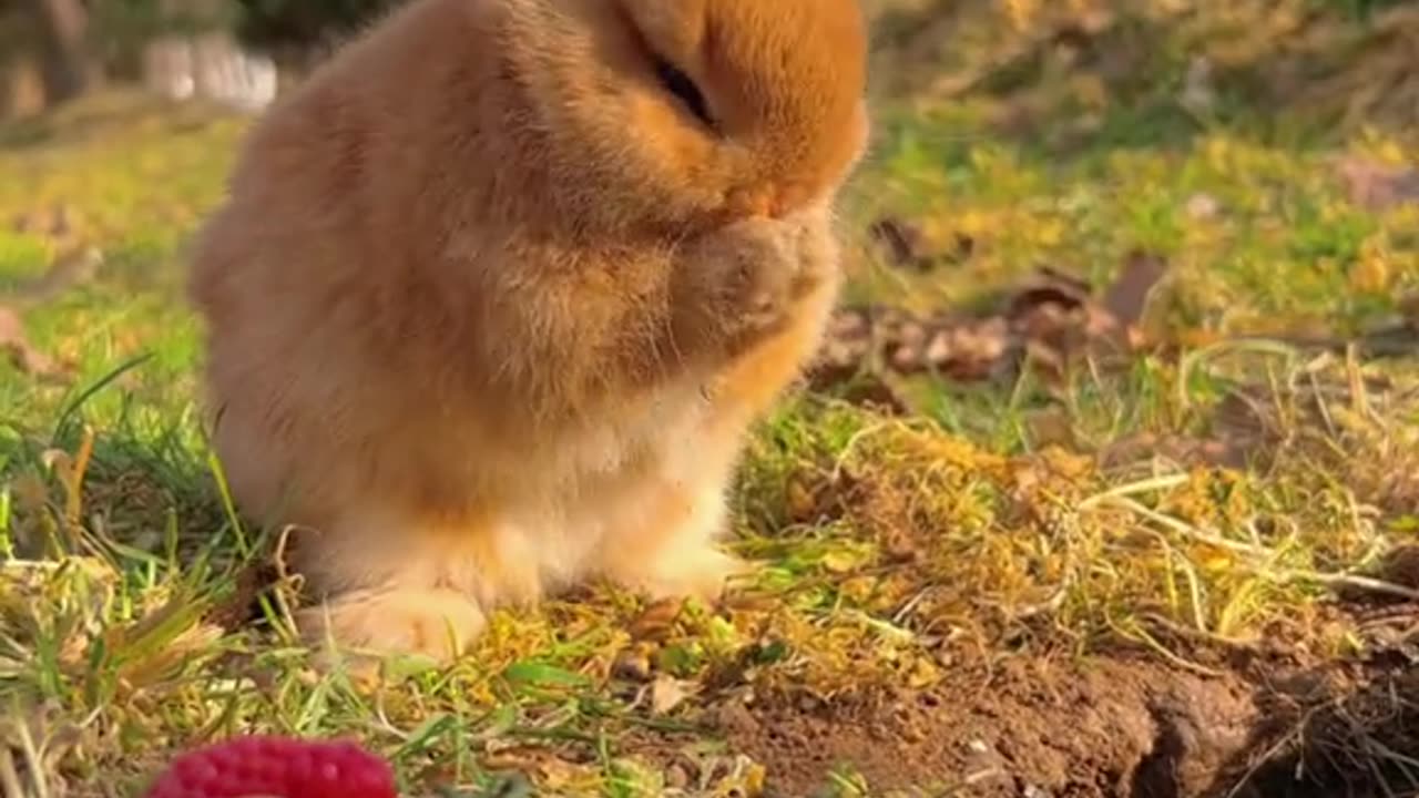 Rabbit 🐇 Eating strawberries🍓