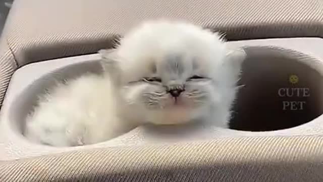 cute cats