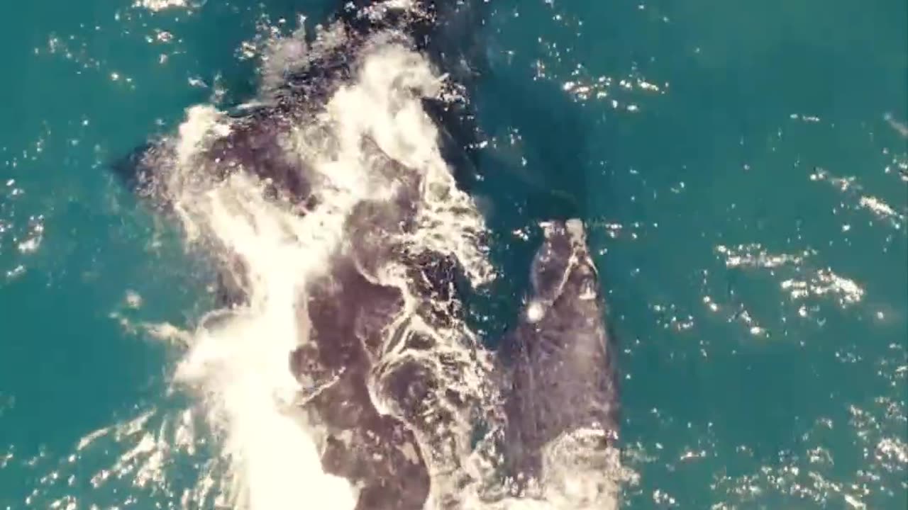 incredible moment of recording video on a sea.