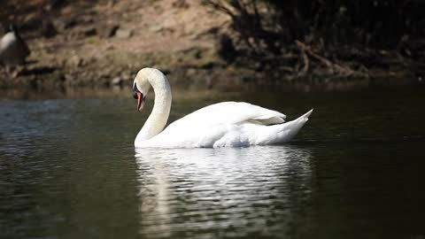 The most beautiful animals and birds in the world #2