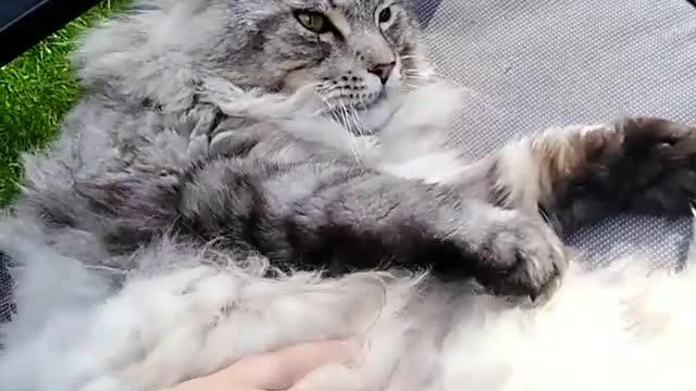 fluffy cat enjoys the sun