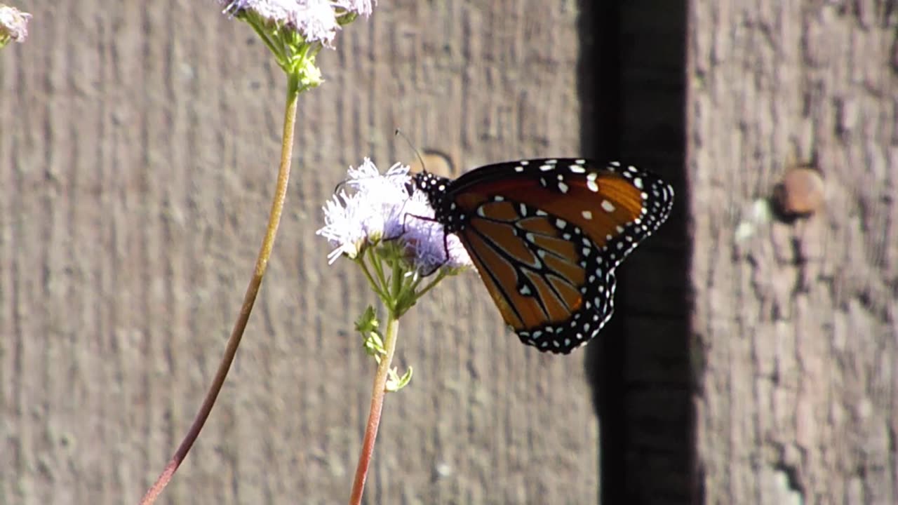 Queen Butterfly & A Bunch of Inca Doves