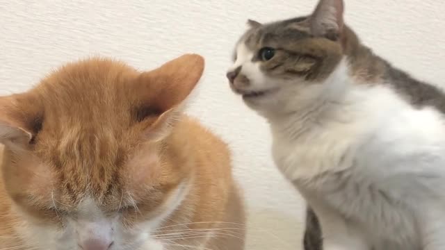 Sister Cat Chomps at Brother to Try to Get Him to Move