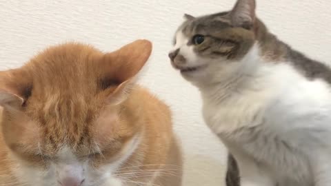 Sister Cat Chomps at Brother to Try to Get Him to Move