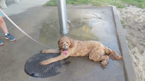 Lucy Enjoys a Shower