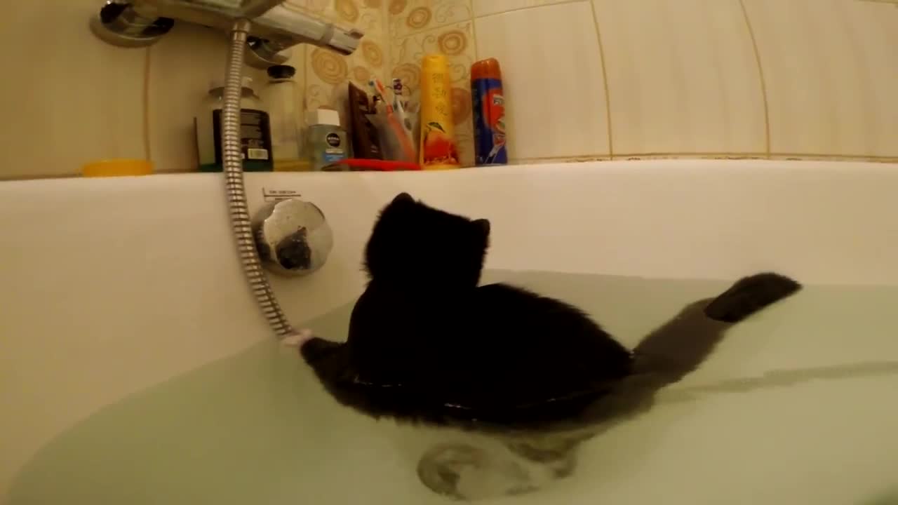 Confused Kitten Stuck In Bathtub