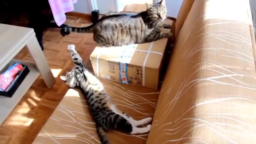 Annoying Kitten vs Tail - Compilation