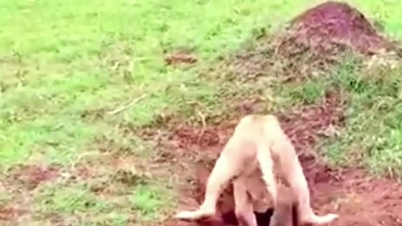 Lion vs baby warthog