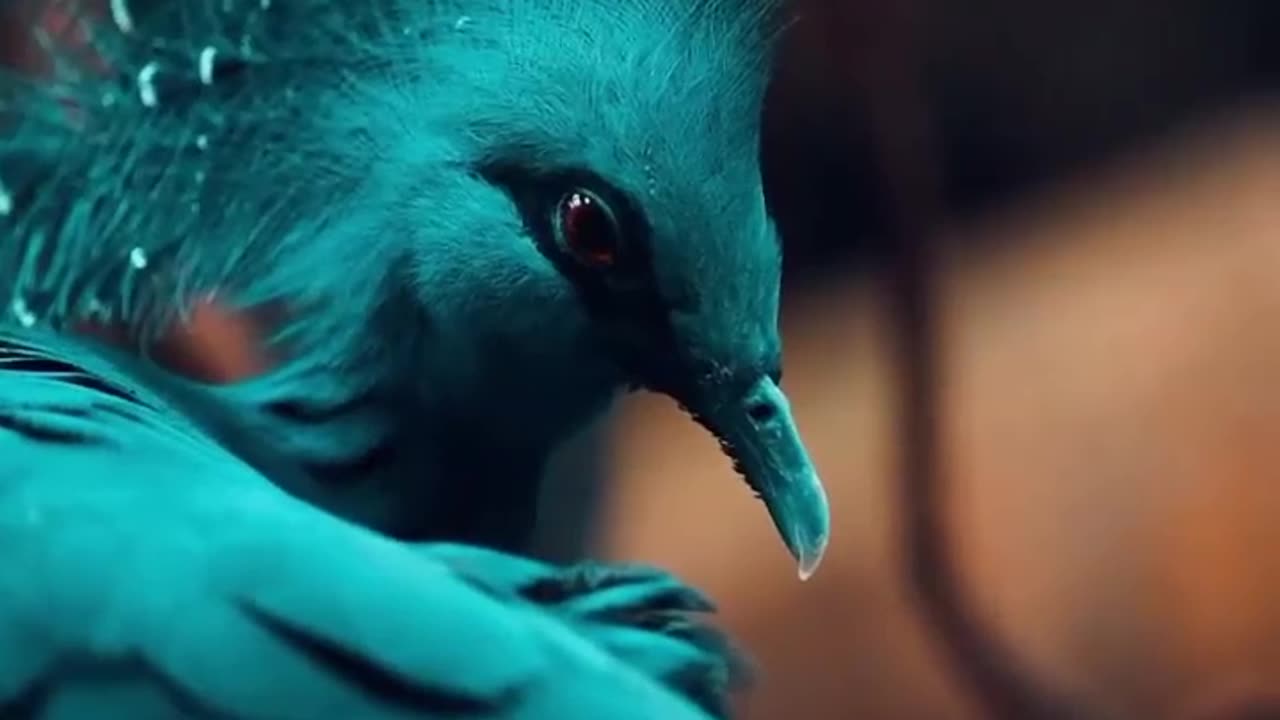 Beautiful Bird 4K HD Photography