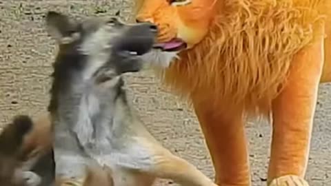 Tiger Dog And Man Super Funny video new