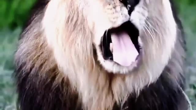 Protect nature Protect wild animals Wild animals