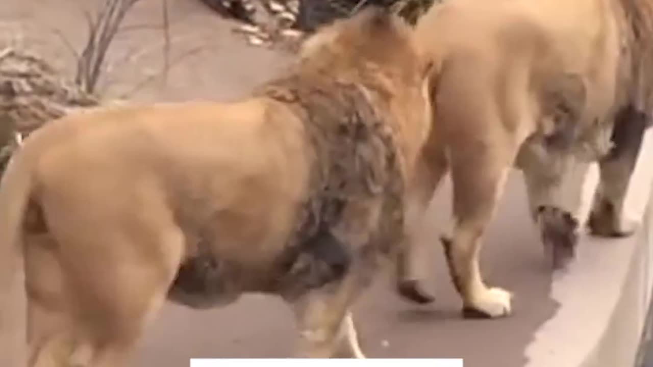 "Majestic Stroll: Lions Roaming the Jungle