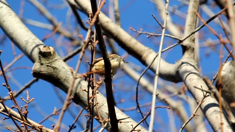 Carolina Wren Call