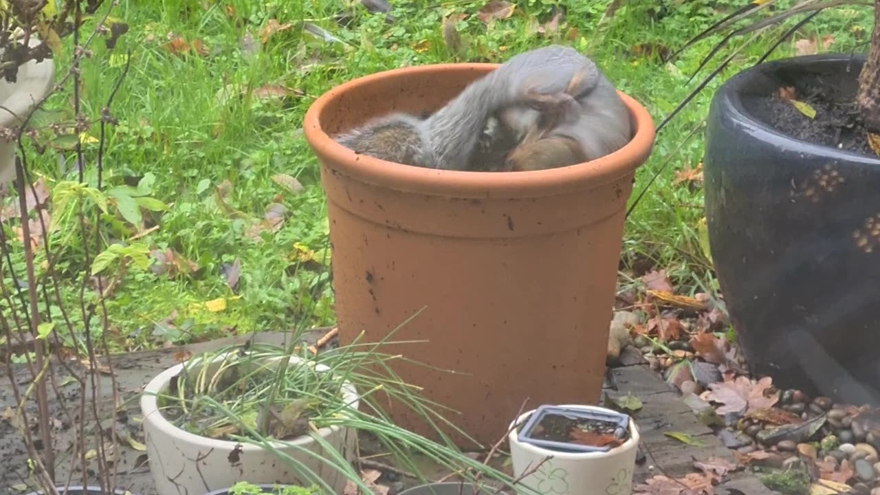 Flower Pots Are For Playtime, Not Flowers