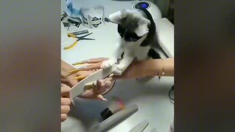 Funny Cats Videos