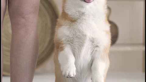 Dog meditation || dog training || dog treatment || funny dog ||
