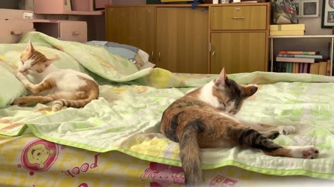 My Tow Beautiful Cats are Enjoying their Moments 😘🥰😍| So lovely 🐱🦊