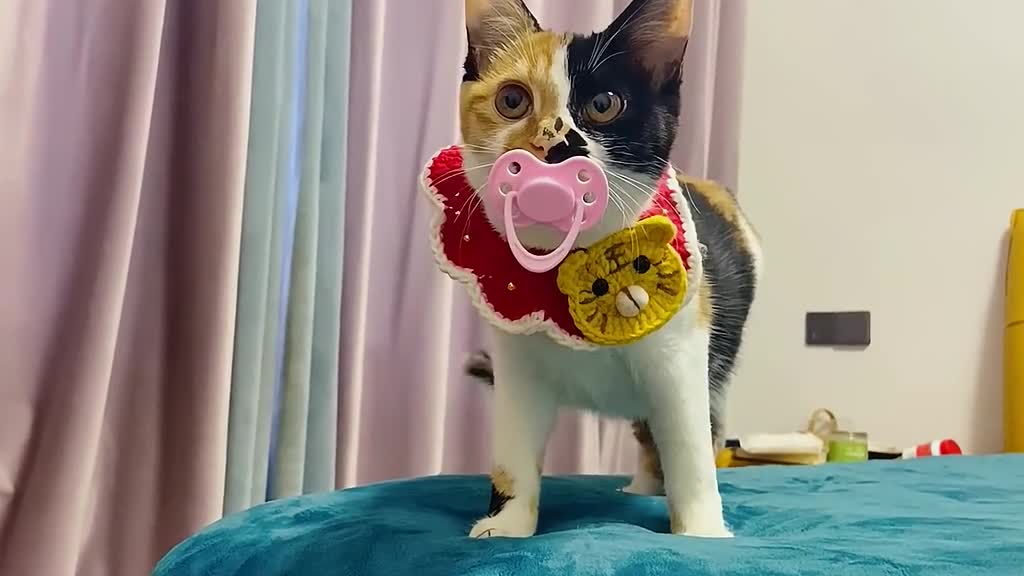 Don't buy a pacifier for your kitten.😂