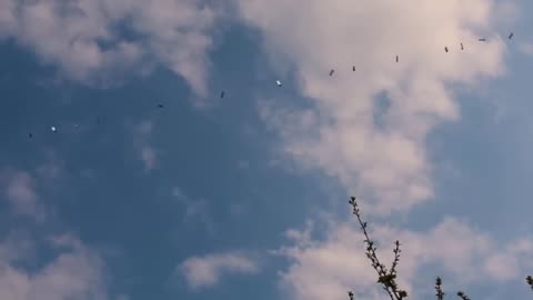 Starlink Satellites train seen in the sky LOW PASS Elon Musk SpaceX