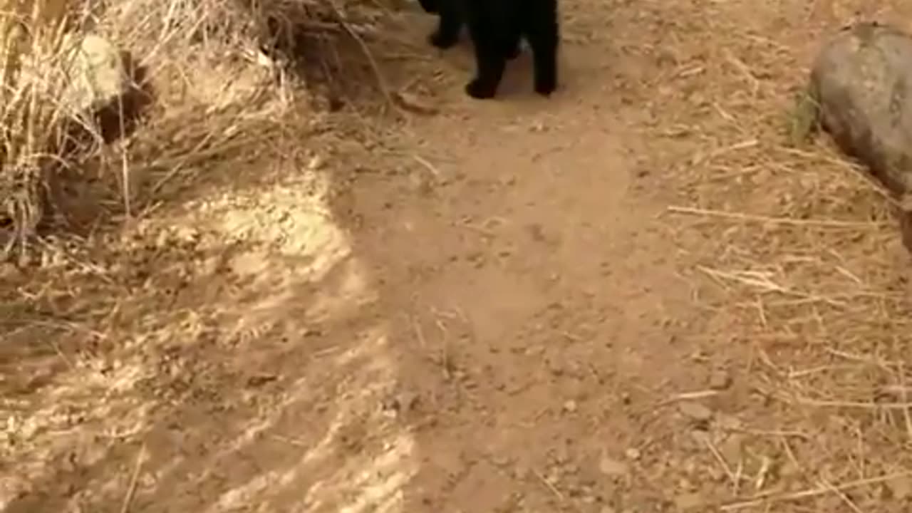 The little King threatens tourists with his huge roaaaarrrrrrrr. 😂