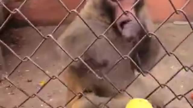 Desperate monkey for eating a banana.