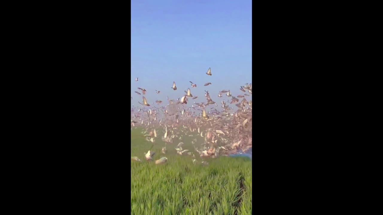 beautiful birds video