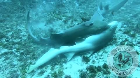 Never Seen In The Wild...Nurse Shark Mating capture by local Florida Divers