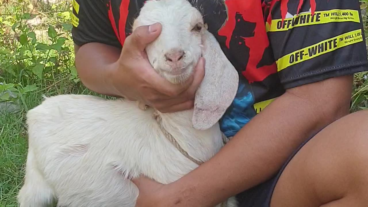 the man playing with goat, so cute goat