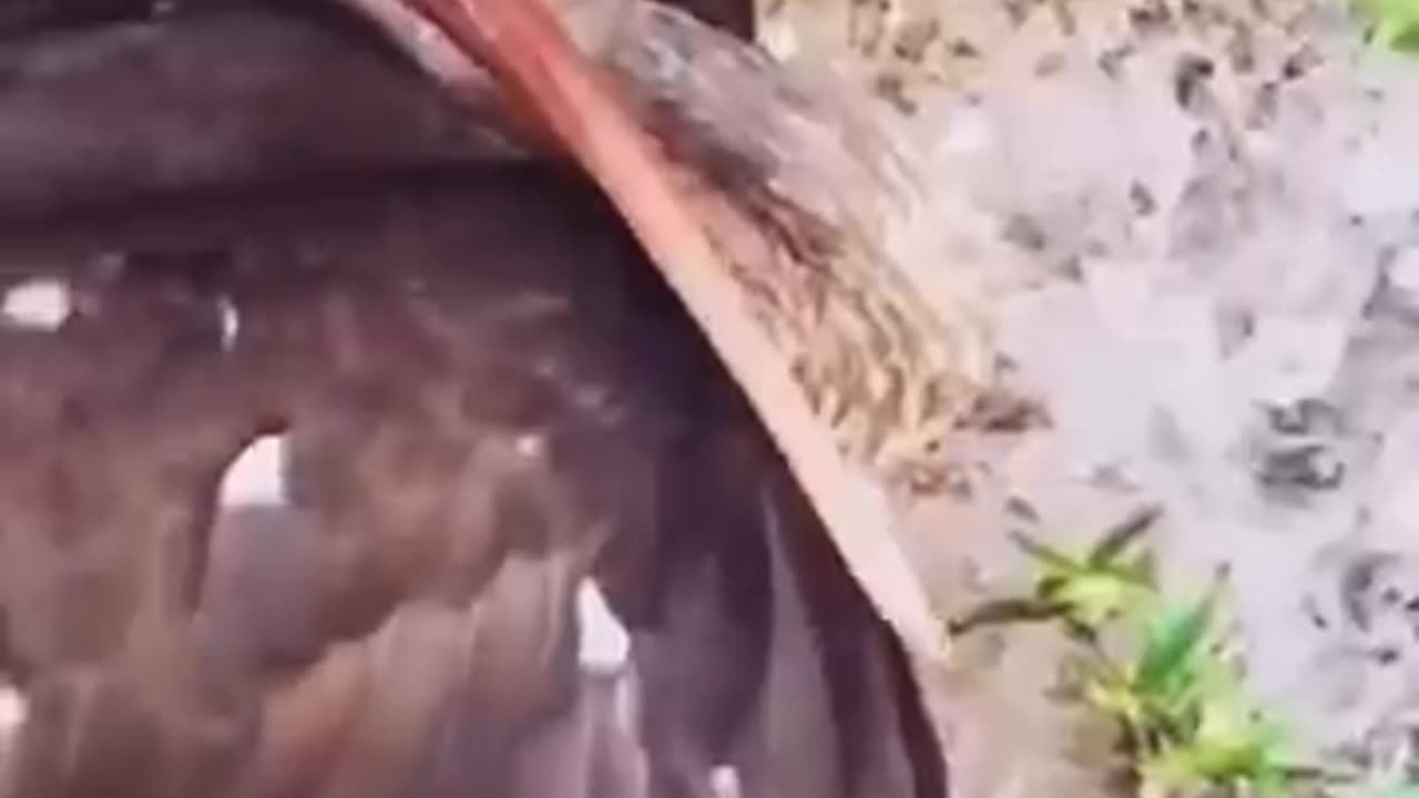 Electric_Bird