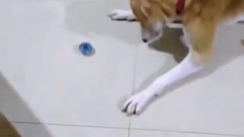 Funny DOG Reaction To A Beyblade Toy