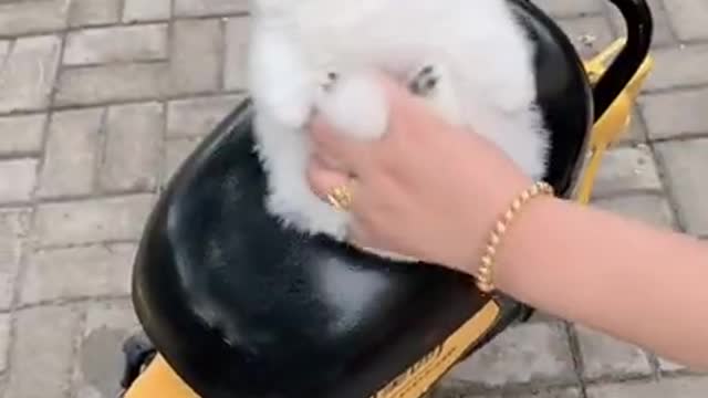 Cute baby animals Videos Compilation cutest moment of the animals - Cutest Puppies