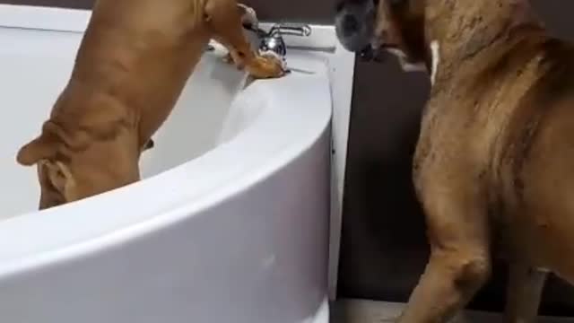 Boxer Pup Turns on the Tub